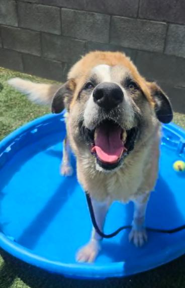 Enlarge Rambo, a ADOPTABLE mixed breed in Littleton, CO image 4/4