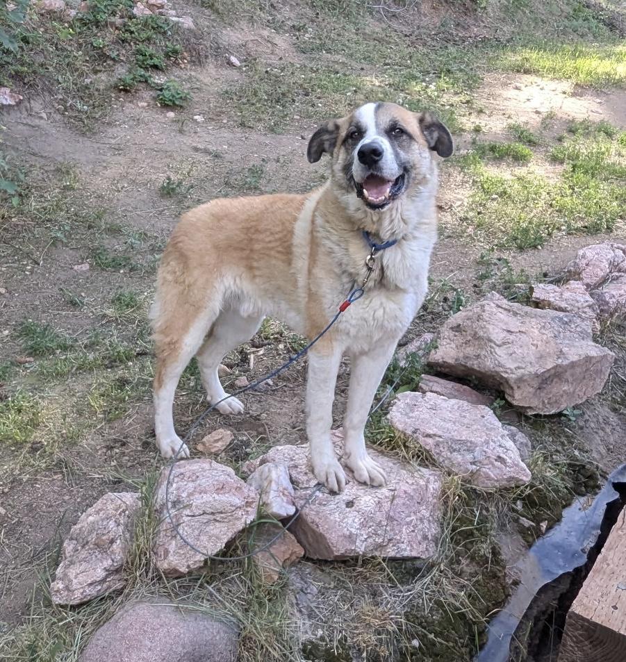 Enlarge Rambo, a ADOPTABLE mixed breed in Littleton, CO image 3/4