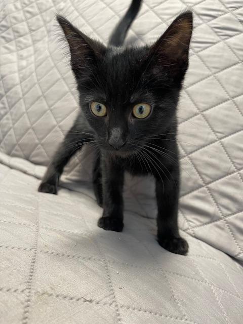 Enlarge PRESTO, a Adoptable mixed breed in Sandusky, OH image 1/1