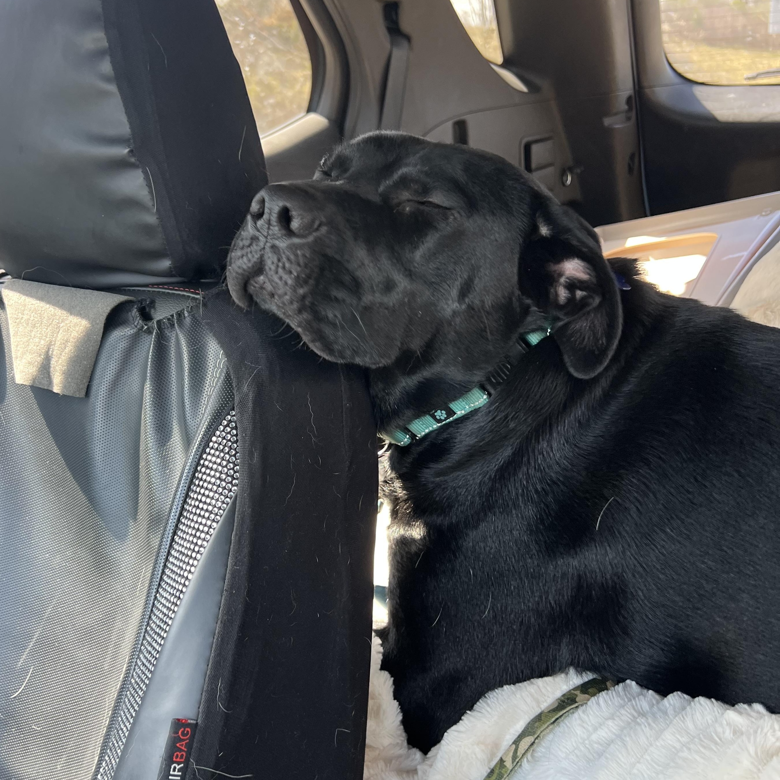 Enlarge Prissy, an adoptable mixed breed in Holmen, WI image 5/6