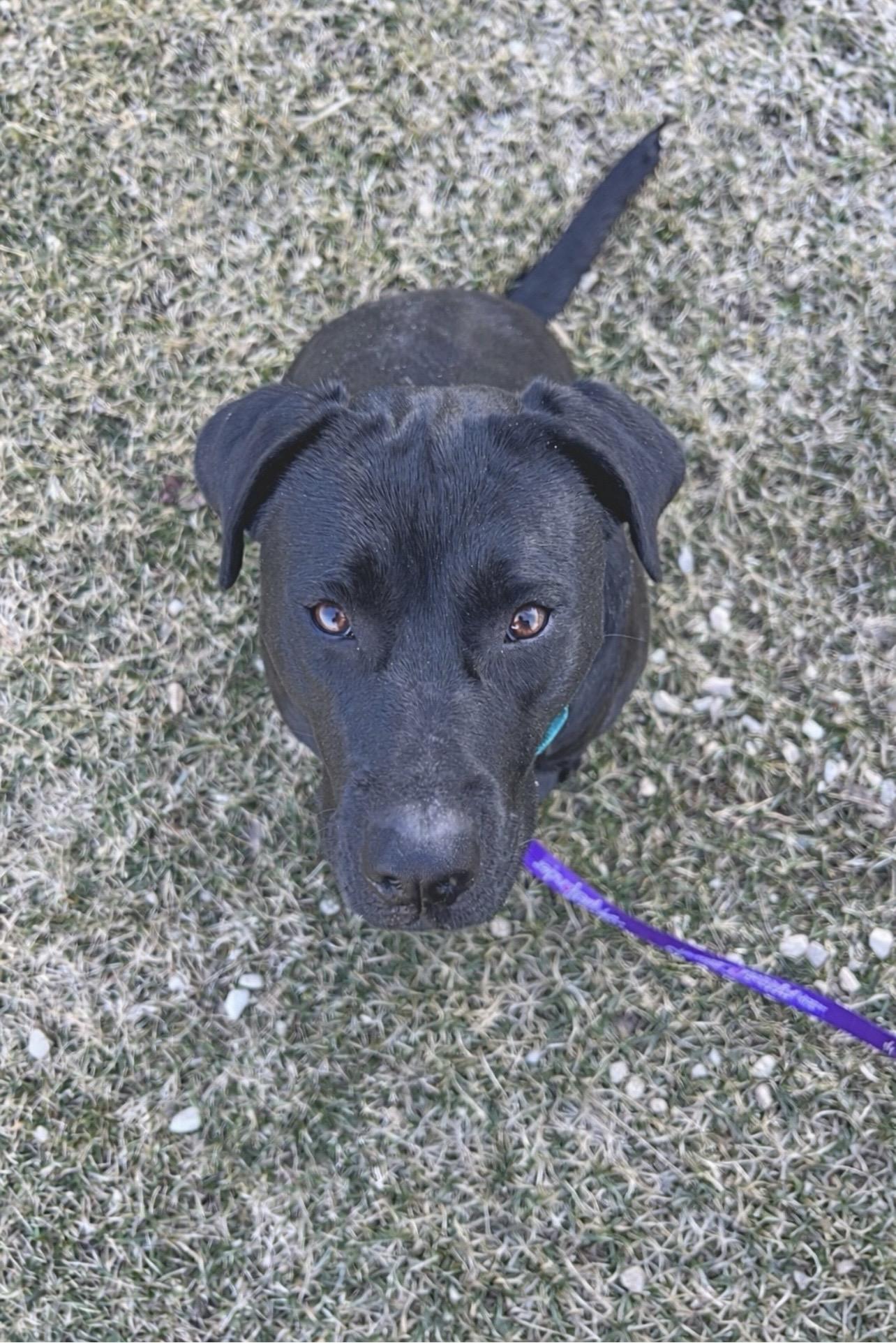 Enlarge Prissy, an adoptable mixed breed in Holmen, WI image 4/6
