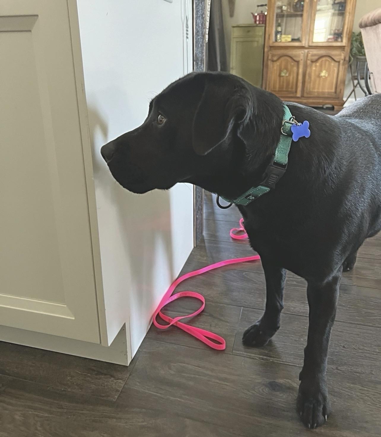 Enlarge Prissy, an adoptable mixed breed in Holmen, WI image 1/6