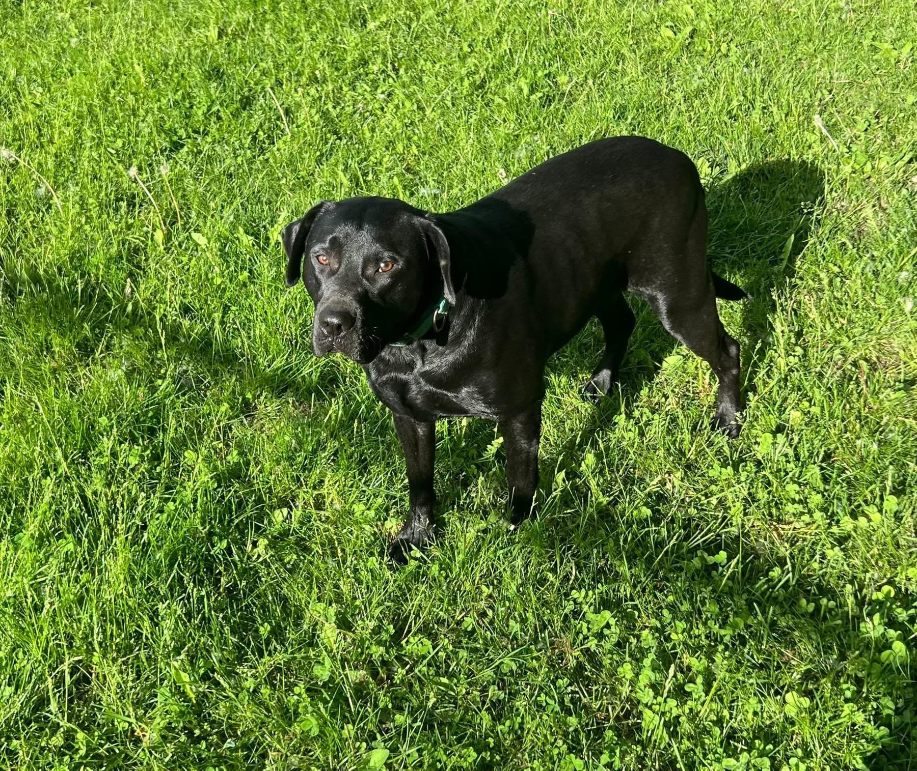 Prissy, an adoptable mixed breed in Holmen, WI image 6/6