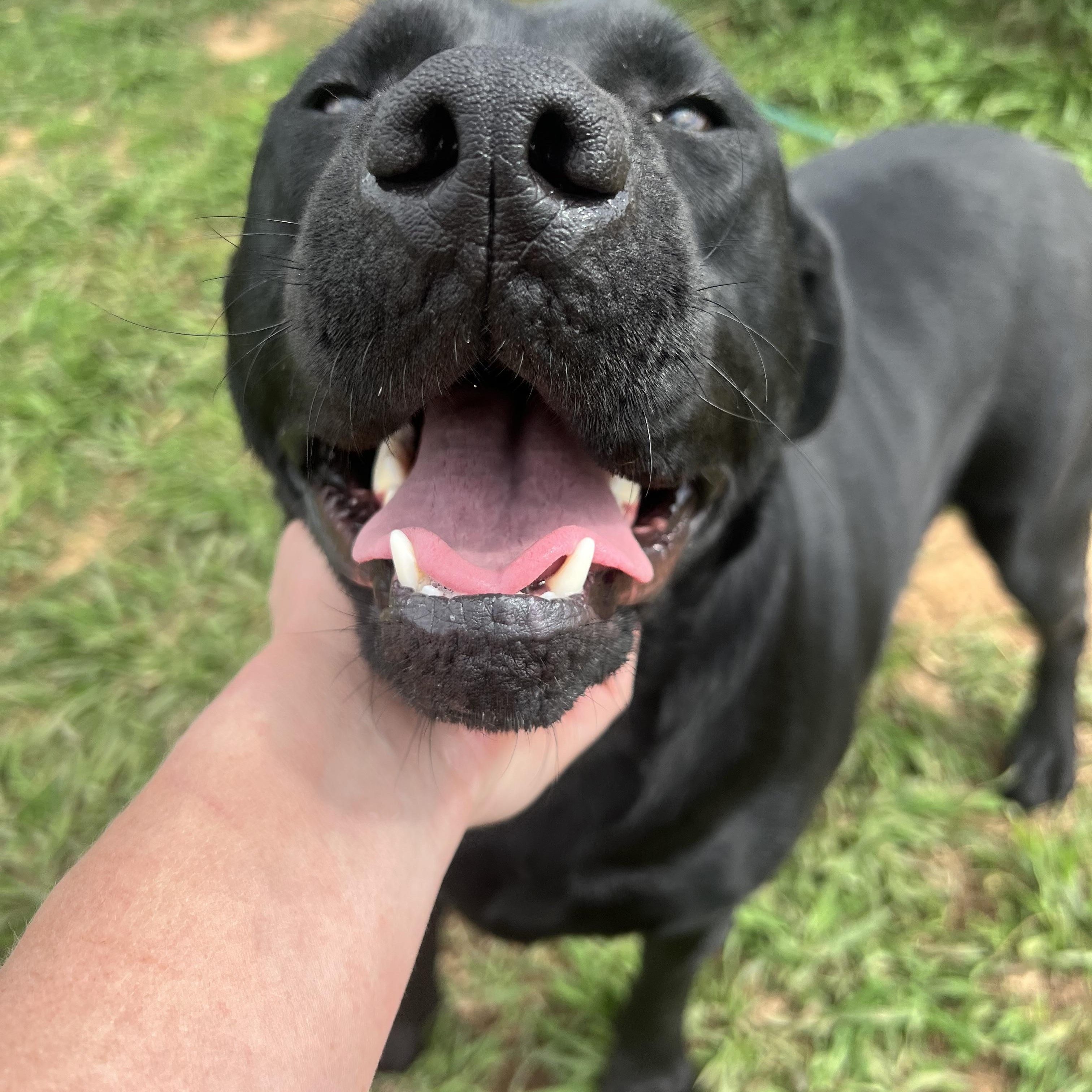 Enlarge Prissy, an adoptable mixed breed in Holmen, WI image 2/6