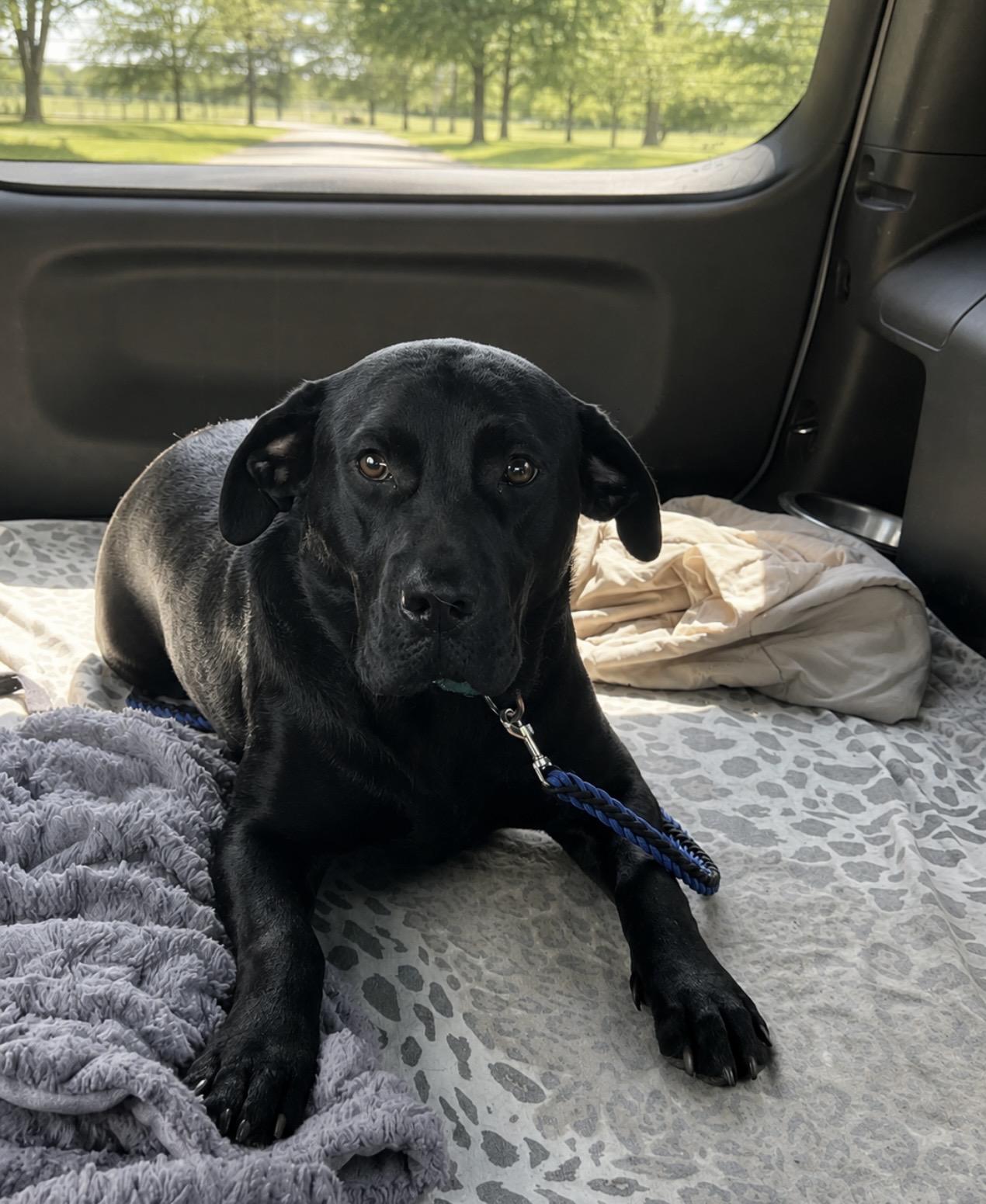 Prissy, an adoptable mixed breed in Holmen, WI image 2/6