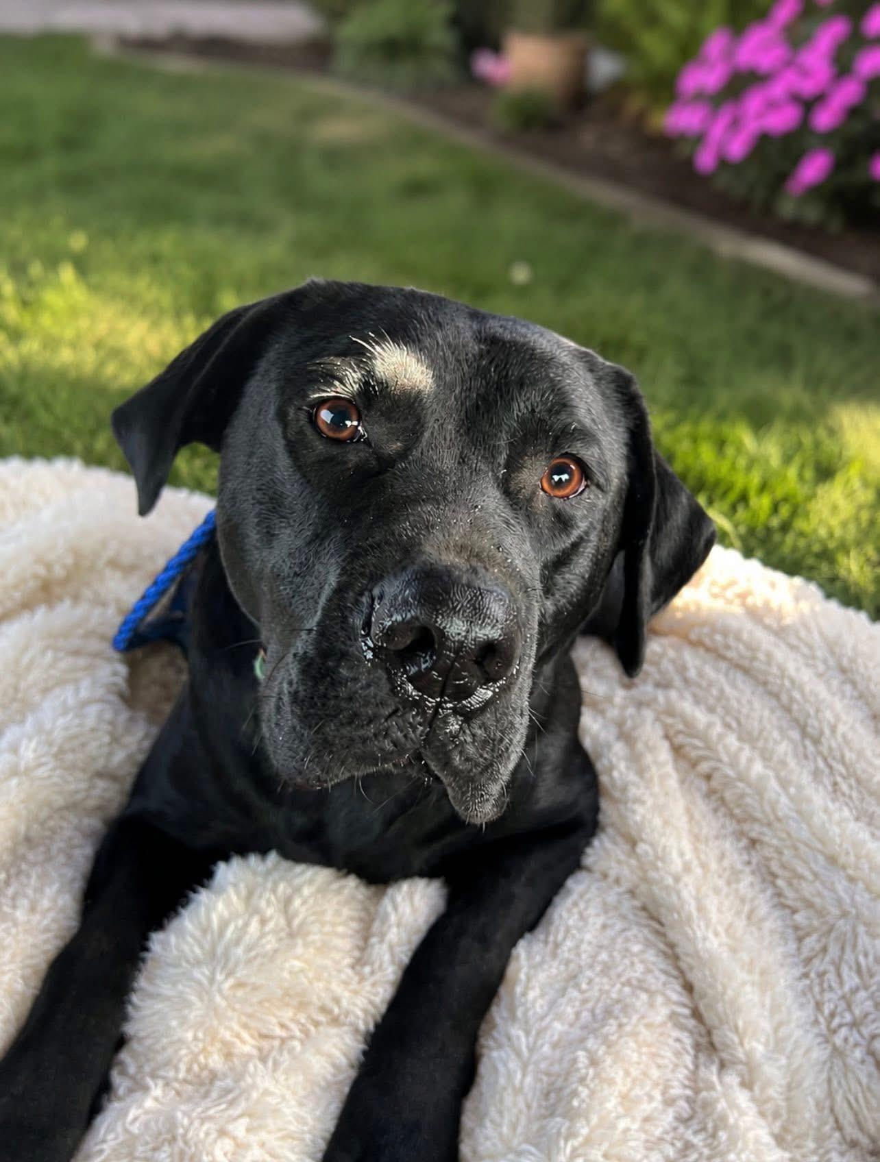 Prissy, adoptable, Adult Female Black Labrador Retriever.