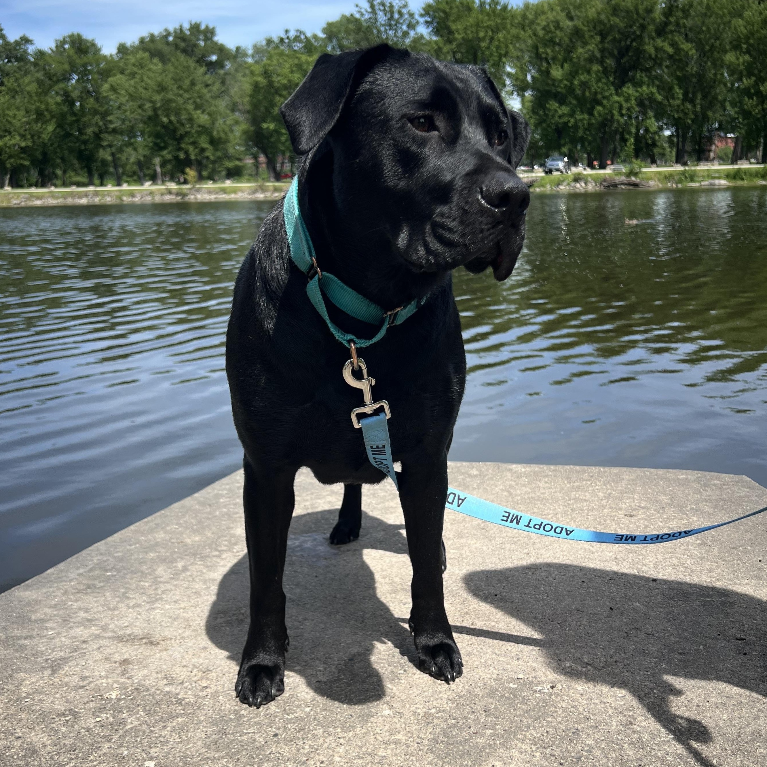 Prissy, adoptable, Adult Female Black Labrador Retriever.