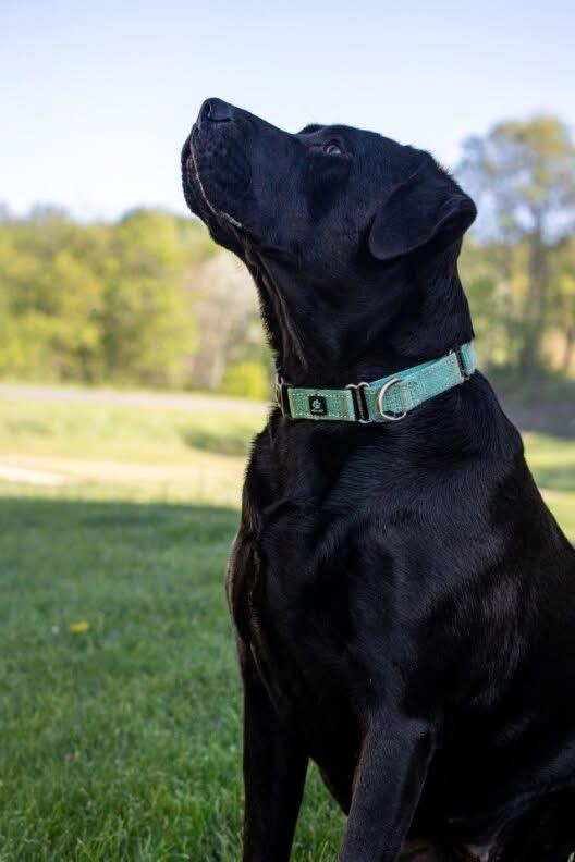 Prissy, an adoptable mixed breed in Holmen, WI image 2/6