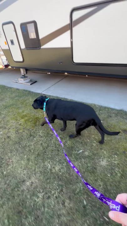Enlarge Prissy, an adoptable mixed breed in Holmen, WI video 3/6