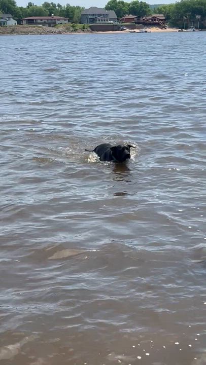 Enlarge Prissy, an adoptable mixed breed in Holmen, WI video 6/6