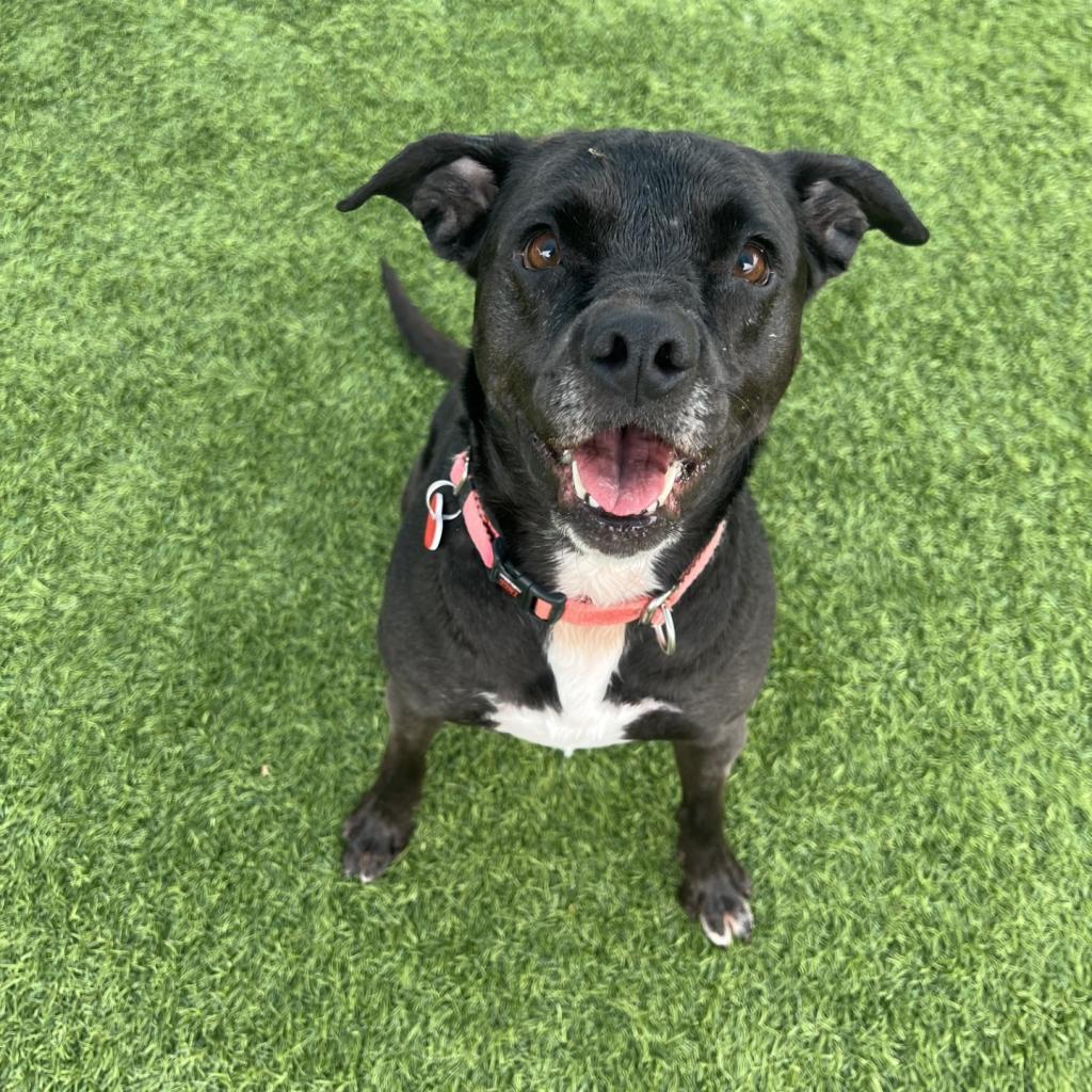 Enlarge Baby A2042233, a Adoptable mixed breed in Mission Hills, CA image 1/6