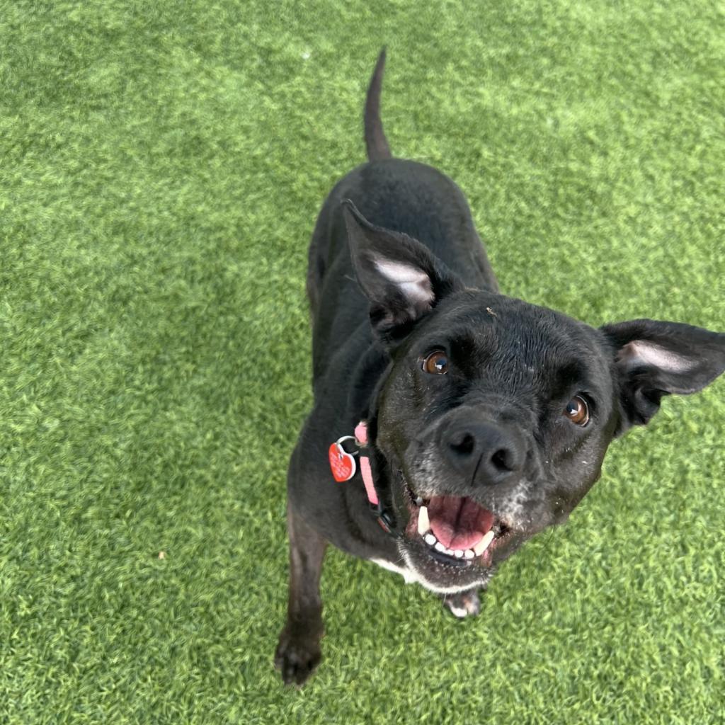 Enlarge Baby A2042233, a Adoptable mixed breed in Mission Hills, CA image 2/6