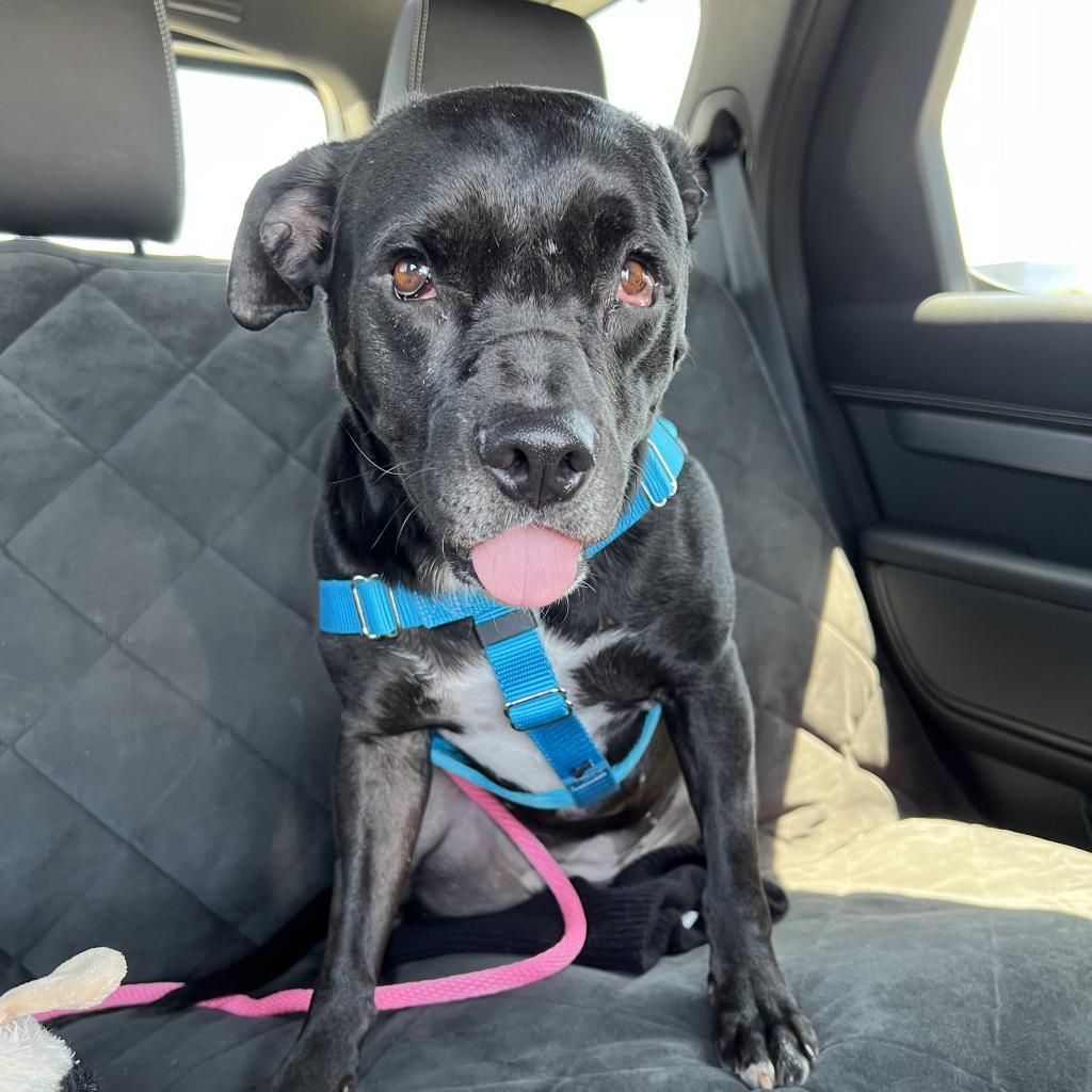 Enlarge Baby A2042233, a Adoptable mixed breed in Mission Hills, CA image 4/6