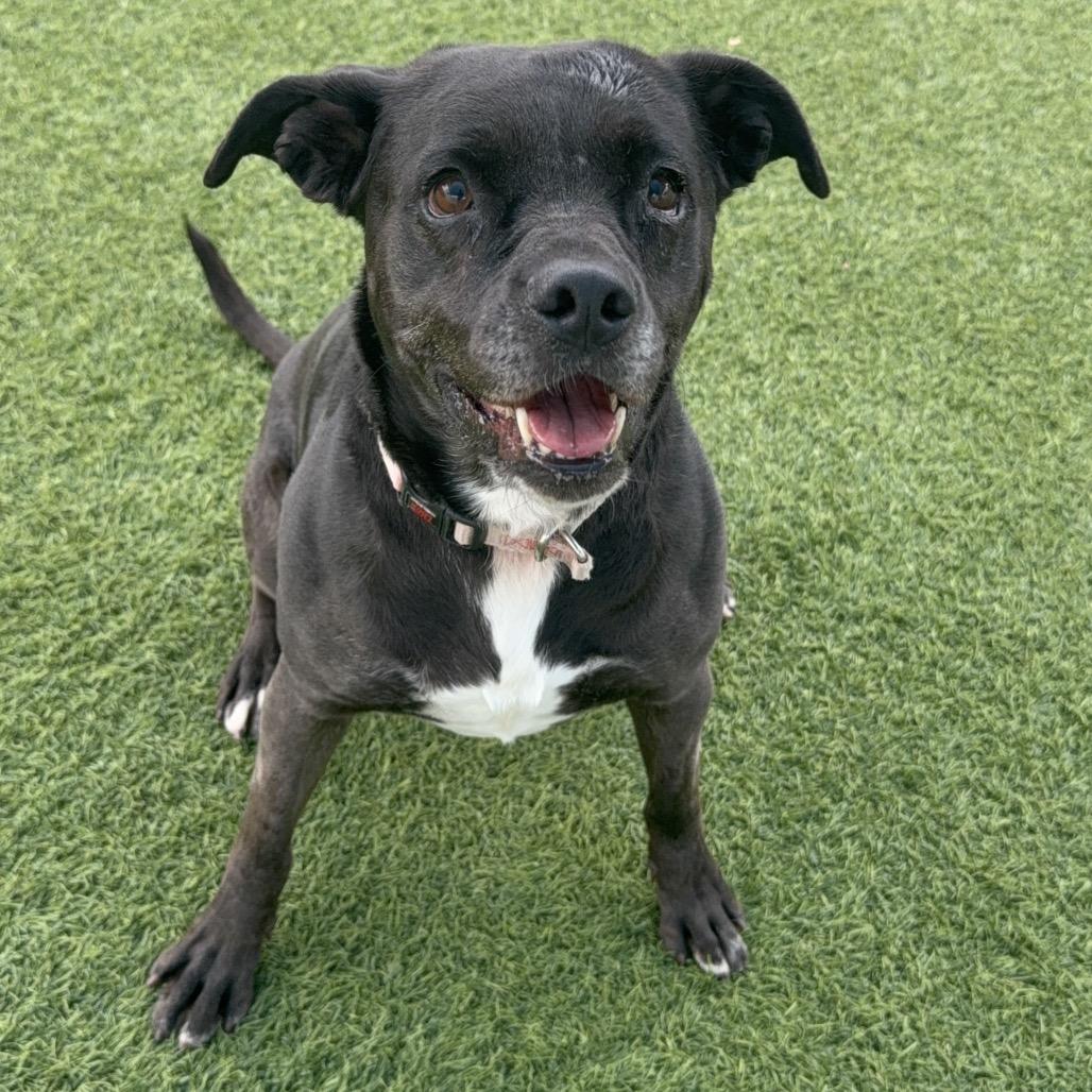 Enlarge Baby A2042233, a Adoptable mixed breed in Mission Hills, CA image 5/6