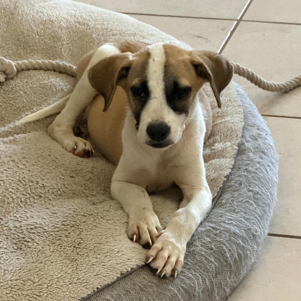 Jensen, a Adoptable mixed breed in Houston, TX image 2/2