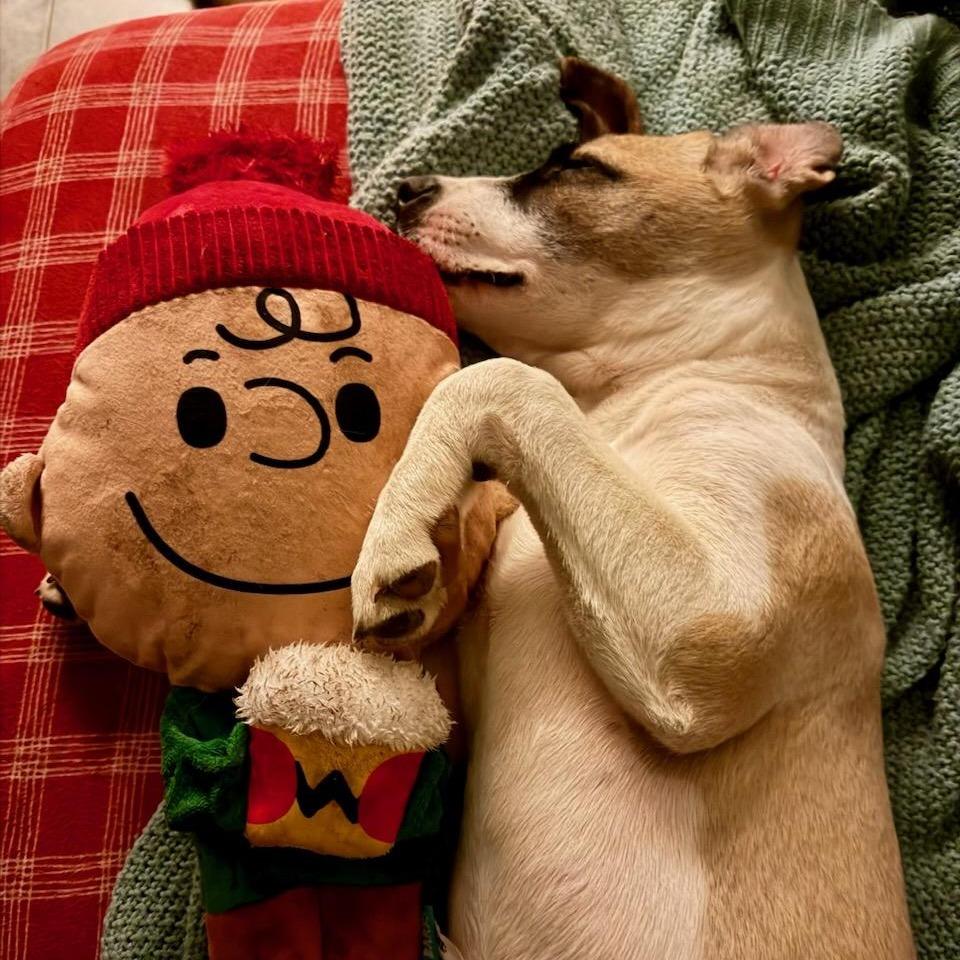 Enlarge Jensen, a Adoptable mixed breed in Houston, TX image 1/3