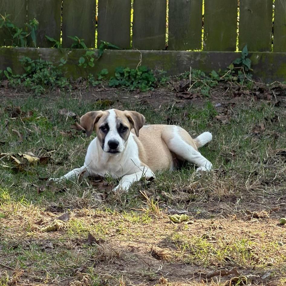 Enlarge Jensen, a Adoptable mixed breed in Houston, TX image 2/3