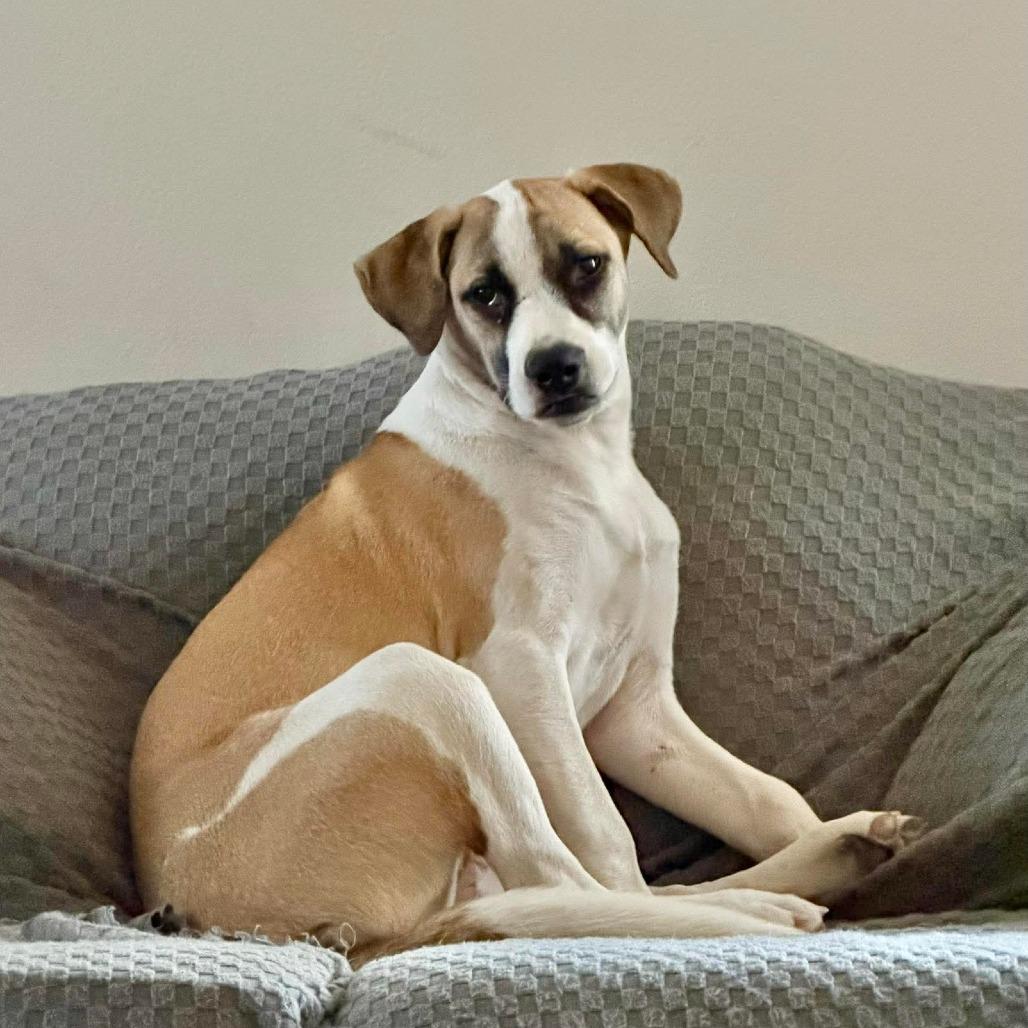 Enlarge Jensen, a Adoptable mixed breed in Houston, TX image 3/3