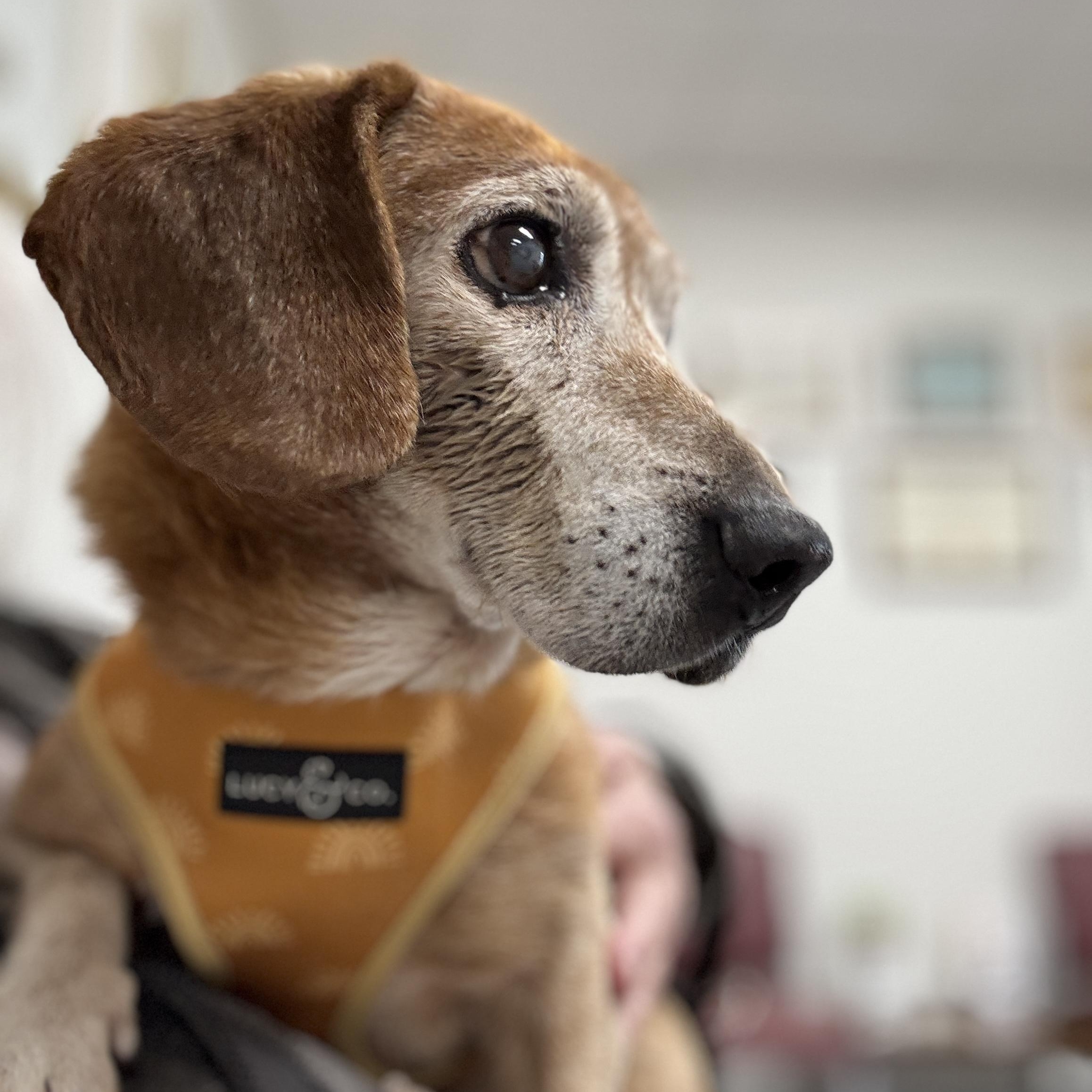 Enlarge Lincoln, a Adoptable mixed breed in Los Angeles, CA image 4/6