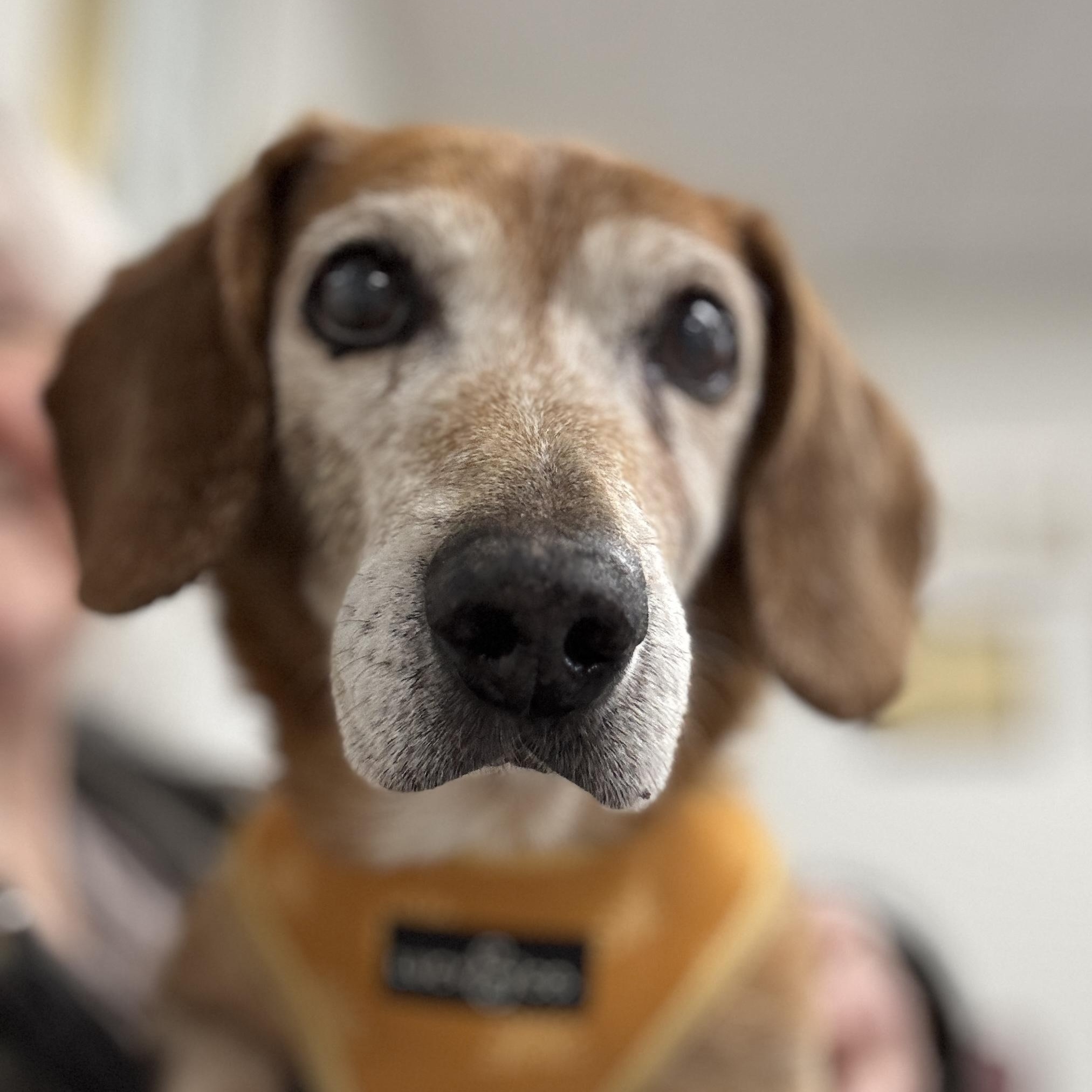 Enlarge Lincoln, a Adoptable mixed breed in Los Angeles, CA image 2/6