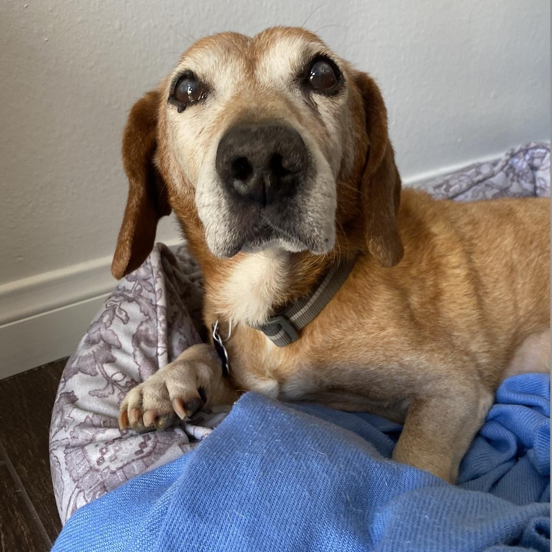 Enlarge Lincoln, a Adoptable mixed breed in Los Angeles, CA image 6/6