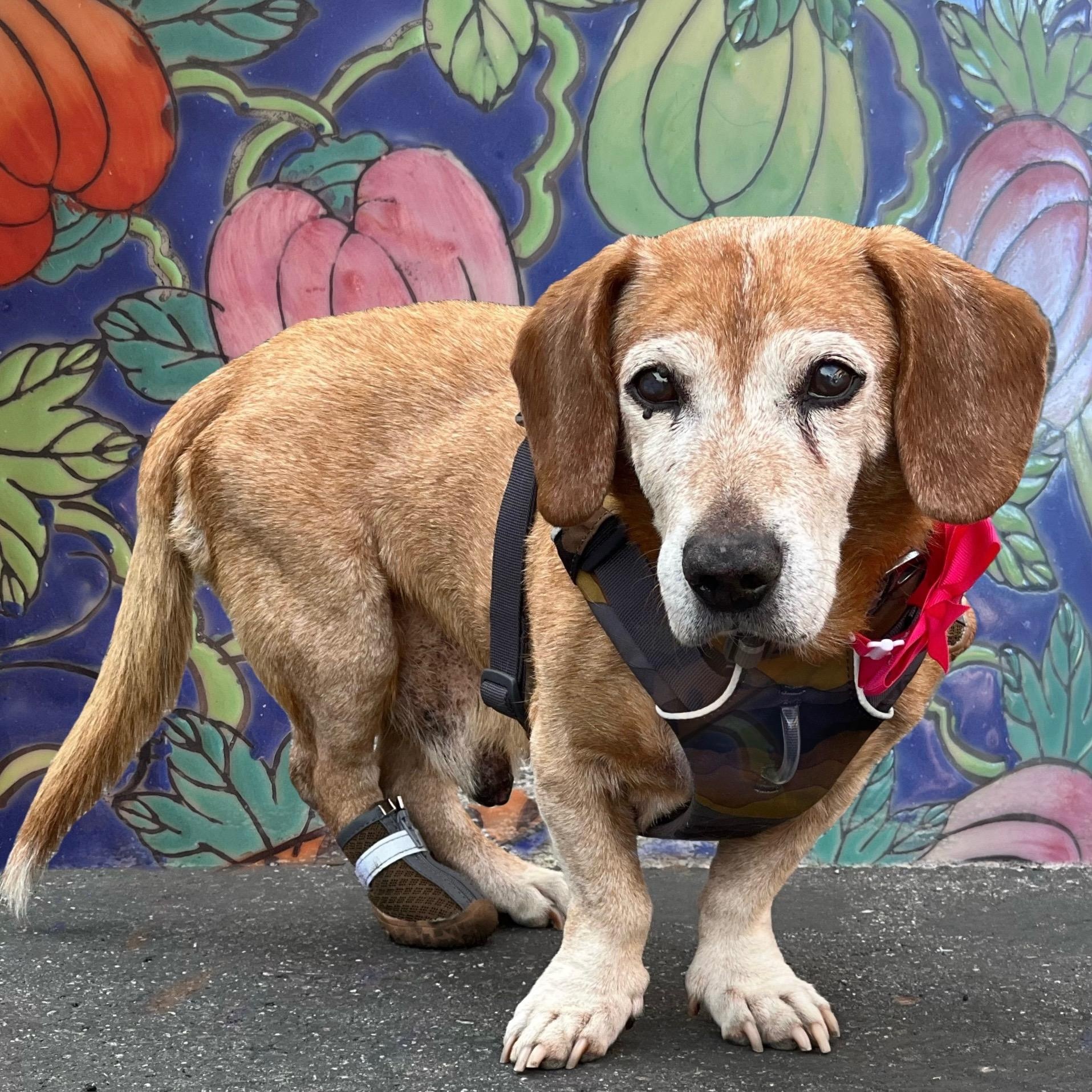 Enlarge Lincoln, a Adoptable mixed breed in Los Angeles, CA image 1/6
