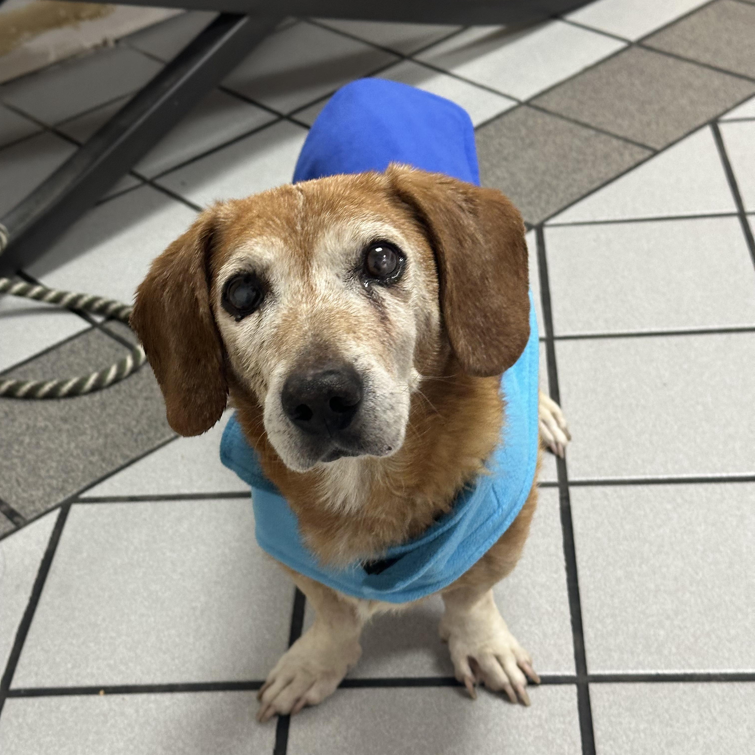 Enlarge Lincoln, a Adoptable mixed breed in Los Angeles, CA image 3/6