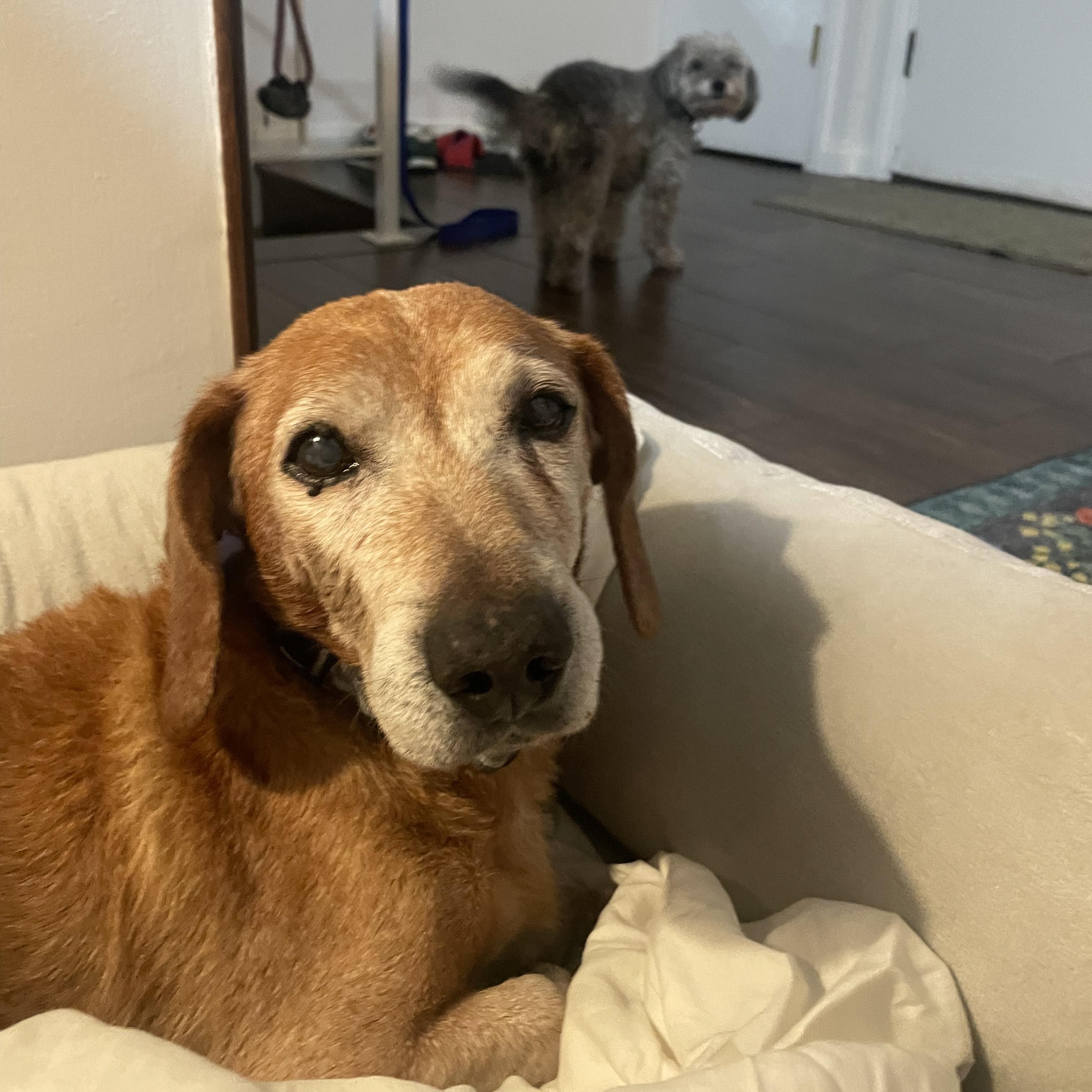 Enlarge Lincoln, a Adoptable mixed breed in Los Angeles, CA image 5/6