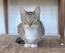 Chanel — thumbnail 4