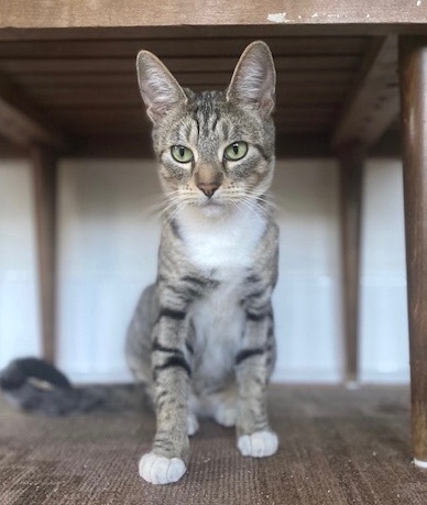 Chanel — thumbnail 5