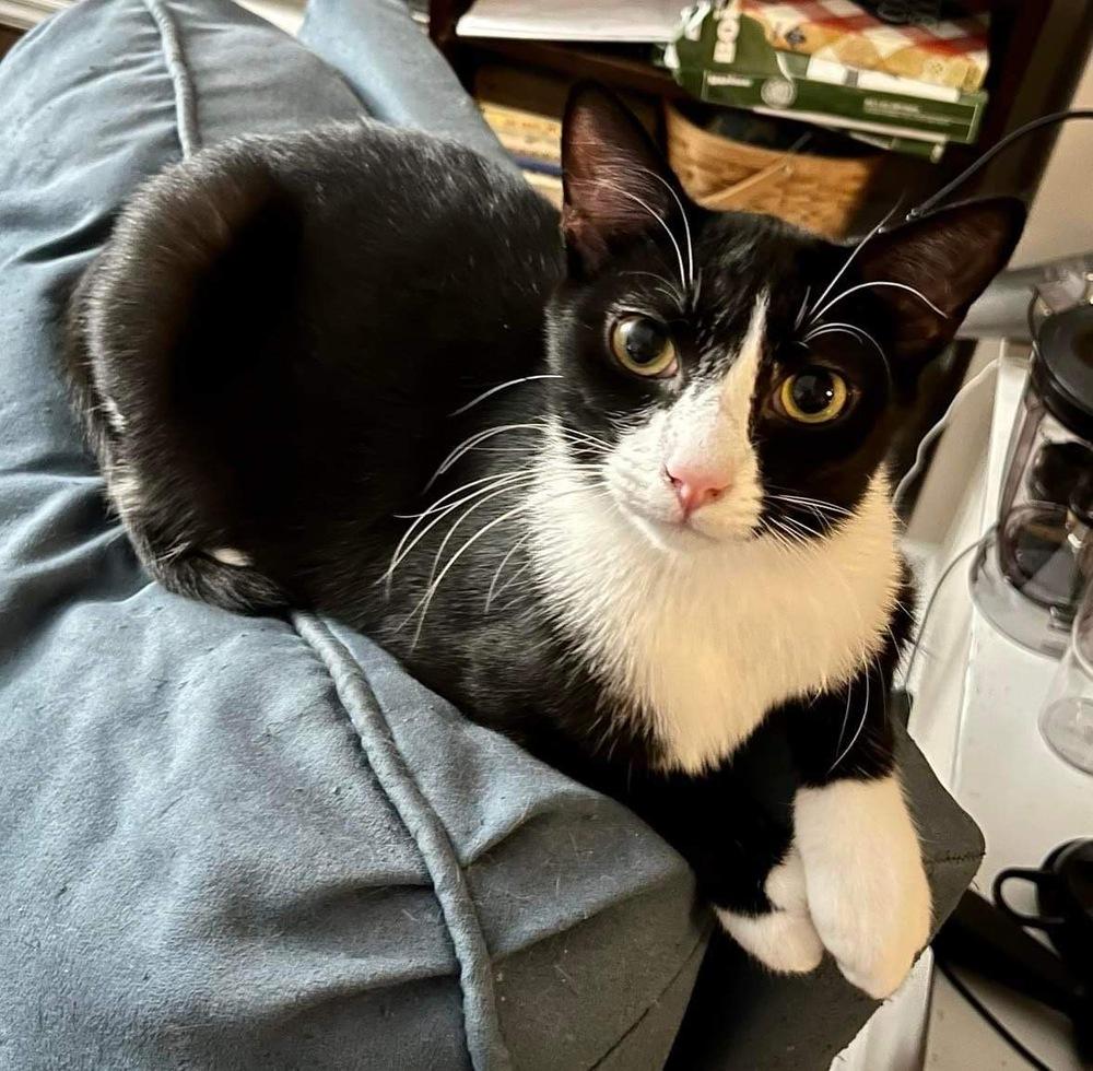 Enlarge Izzy, a Adoptable Domestic Short Hair in Raleigh, NC image 1/6