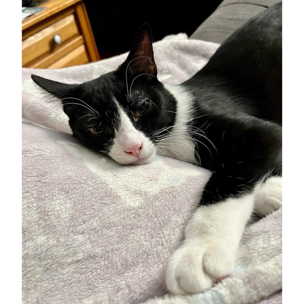 Enlarge Izzy, a Adoptable Domestic Short Hair in Raleigh, NC image 2/6