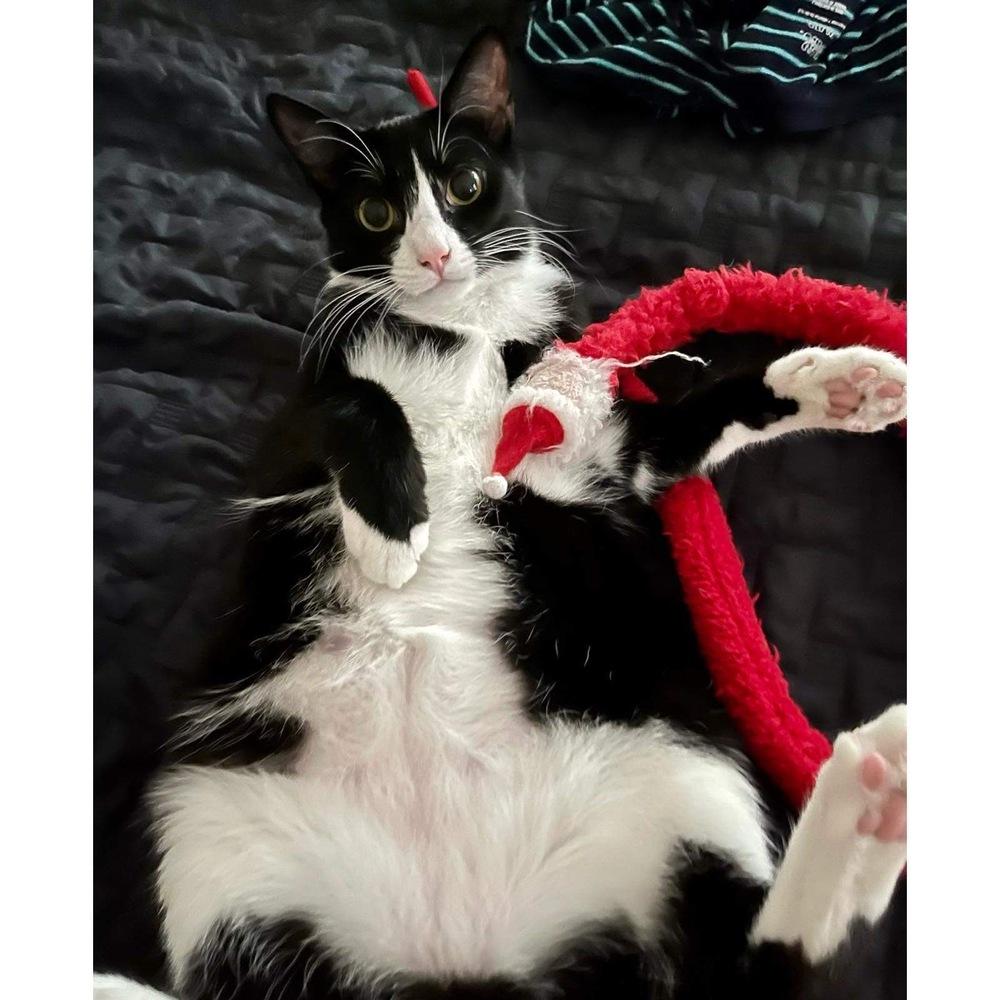 Enlarge Izzy, a Adoptable Domestic Short Hair in Raleigh, NC image 3/6