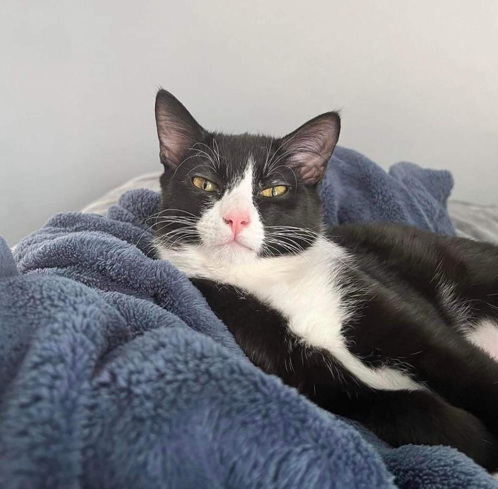 Enlarge Izzy, a Adoptable Domestic Short Hair in Raleigh, NC image 5/6