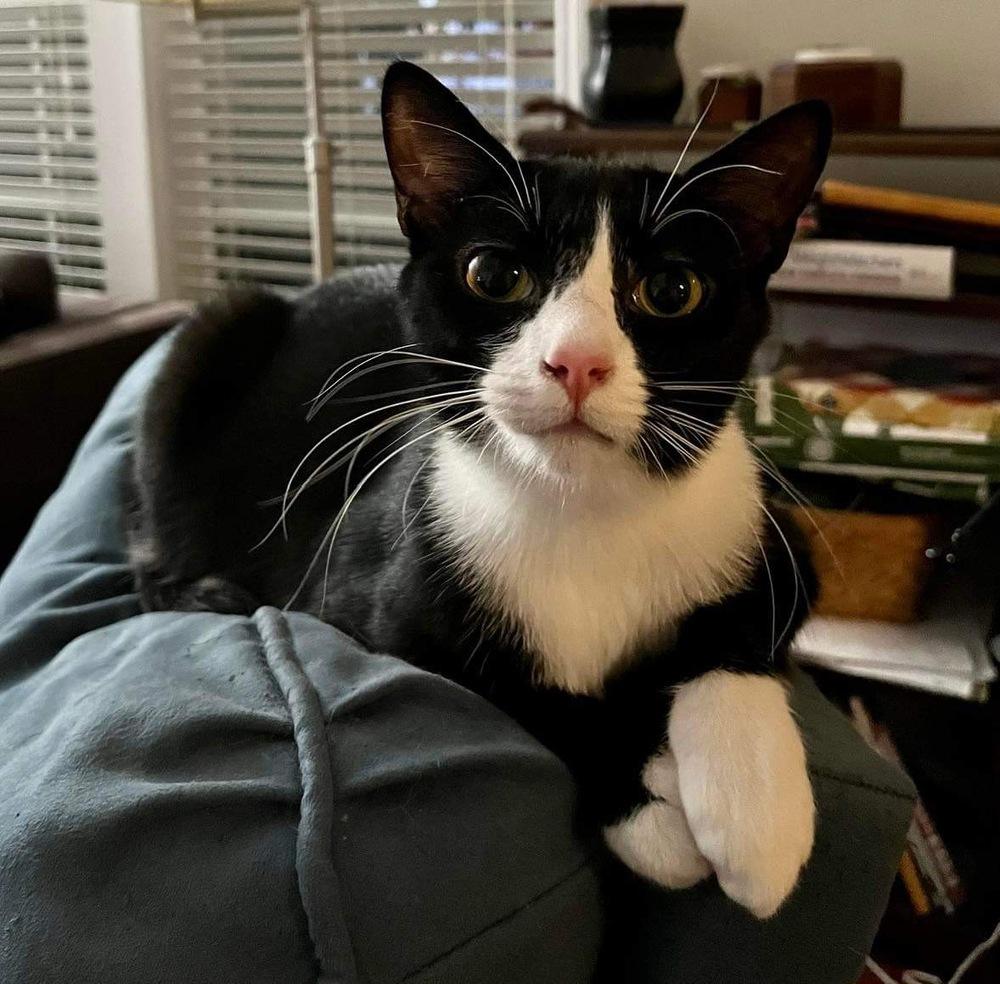 Enlarge Izzy, a Adoptable Domestic Short Hair in Raleigh, NC image 6/6