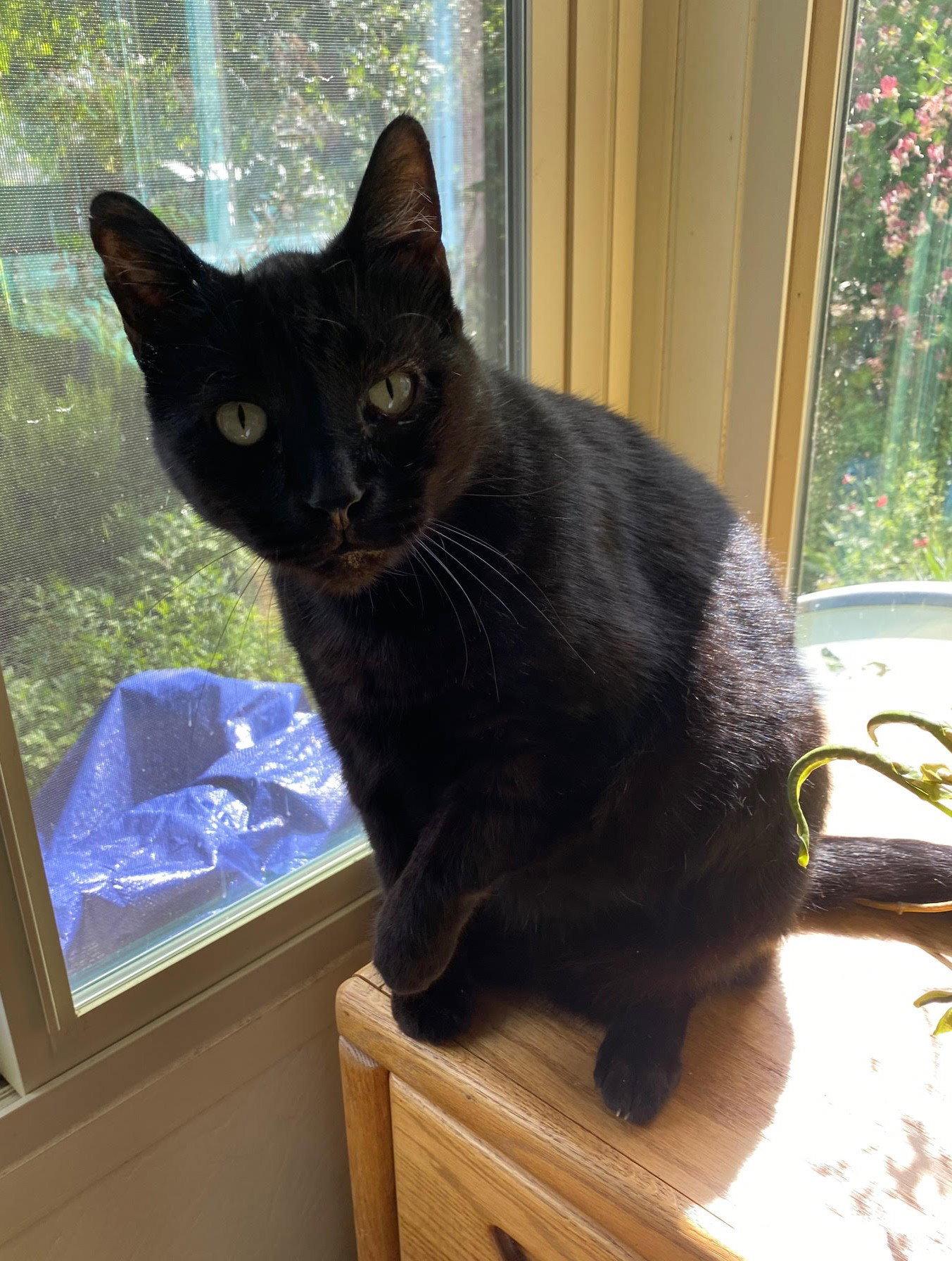 Luke, Adoptable, Adult Male Domestic Short Hair.
