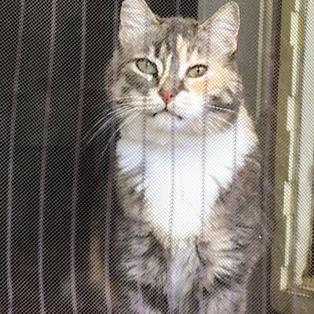 Sebrina, Adoptable, Senior Female Domestic Short Hair.