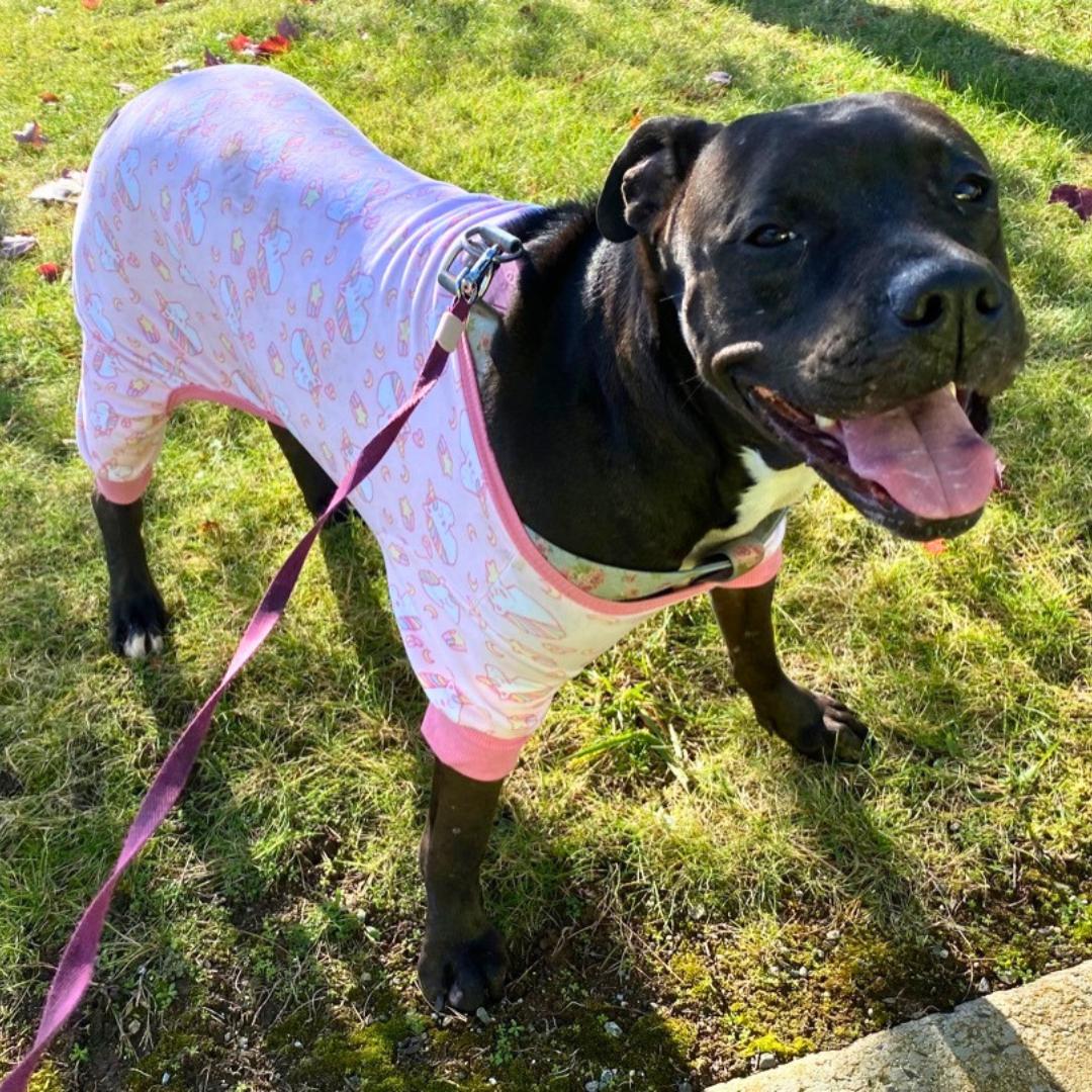 Enlarge Bella, a Adoptable Mixed Breed in North Haven, CT image 2/6