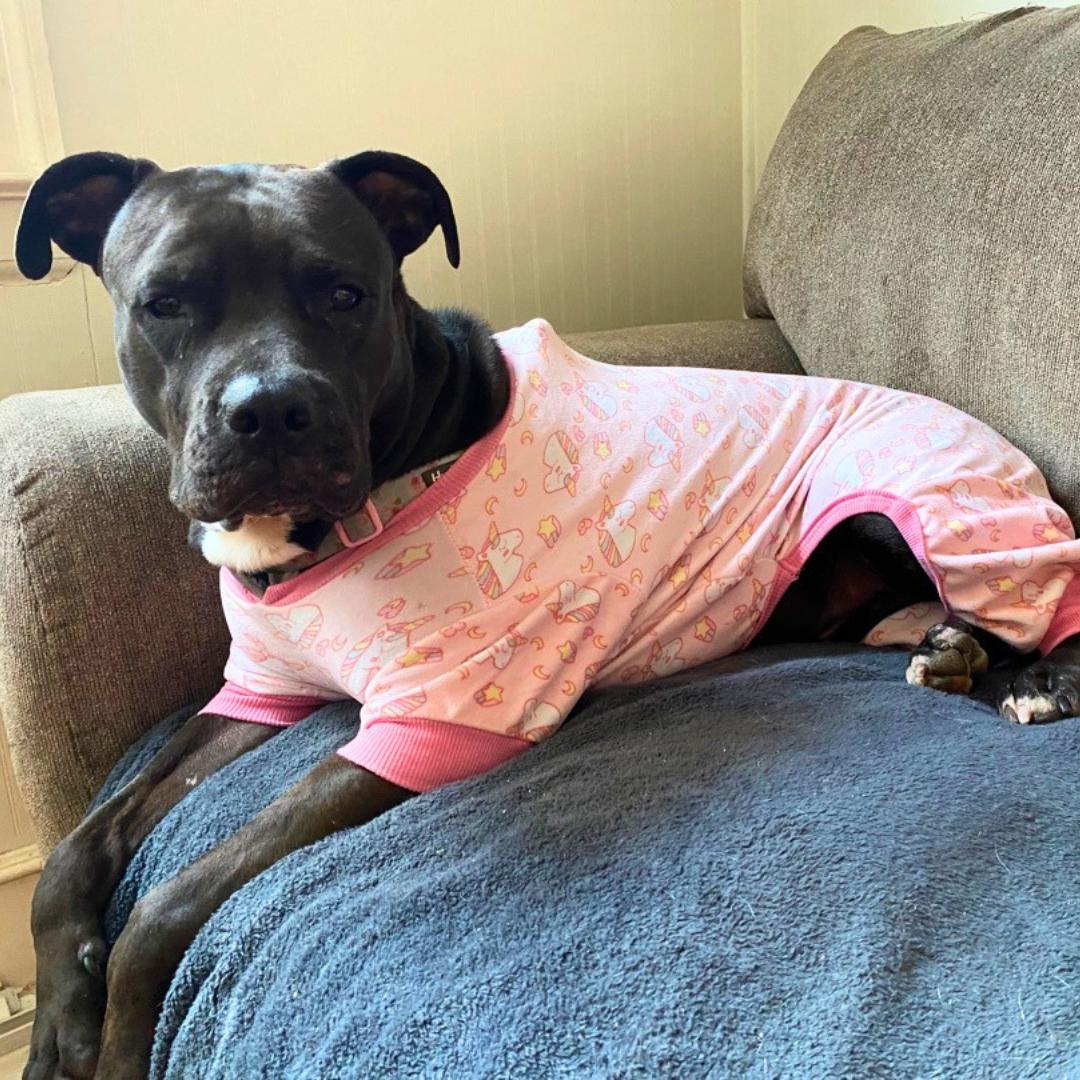 Enlarge Bella, a Adoptable Mixed Breed in North Haven, CT image 6/6