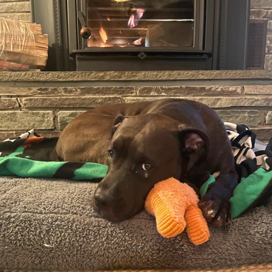 Enlarge Bella, a Adoptable Mixed Breed in North Haven, CT image 4/6
