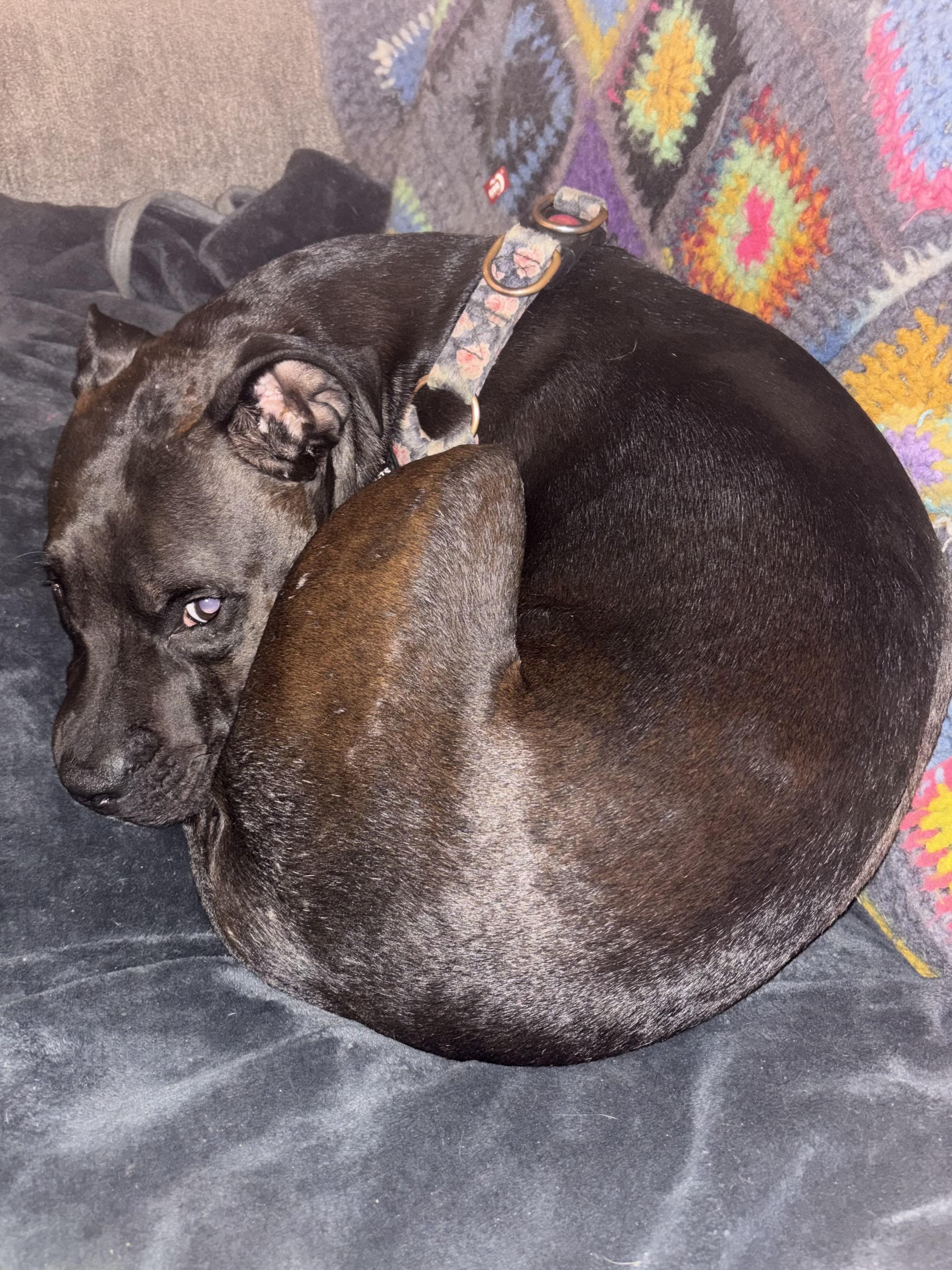 Enlarge Bella, a Adoptable Mixed Breed in fairfield, CT image 6/6