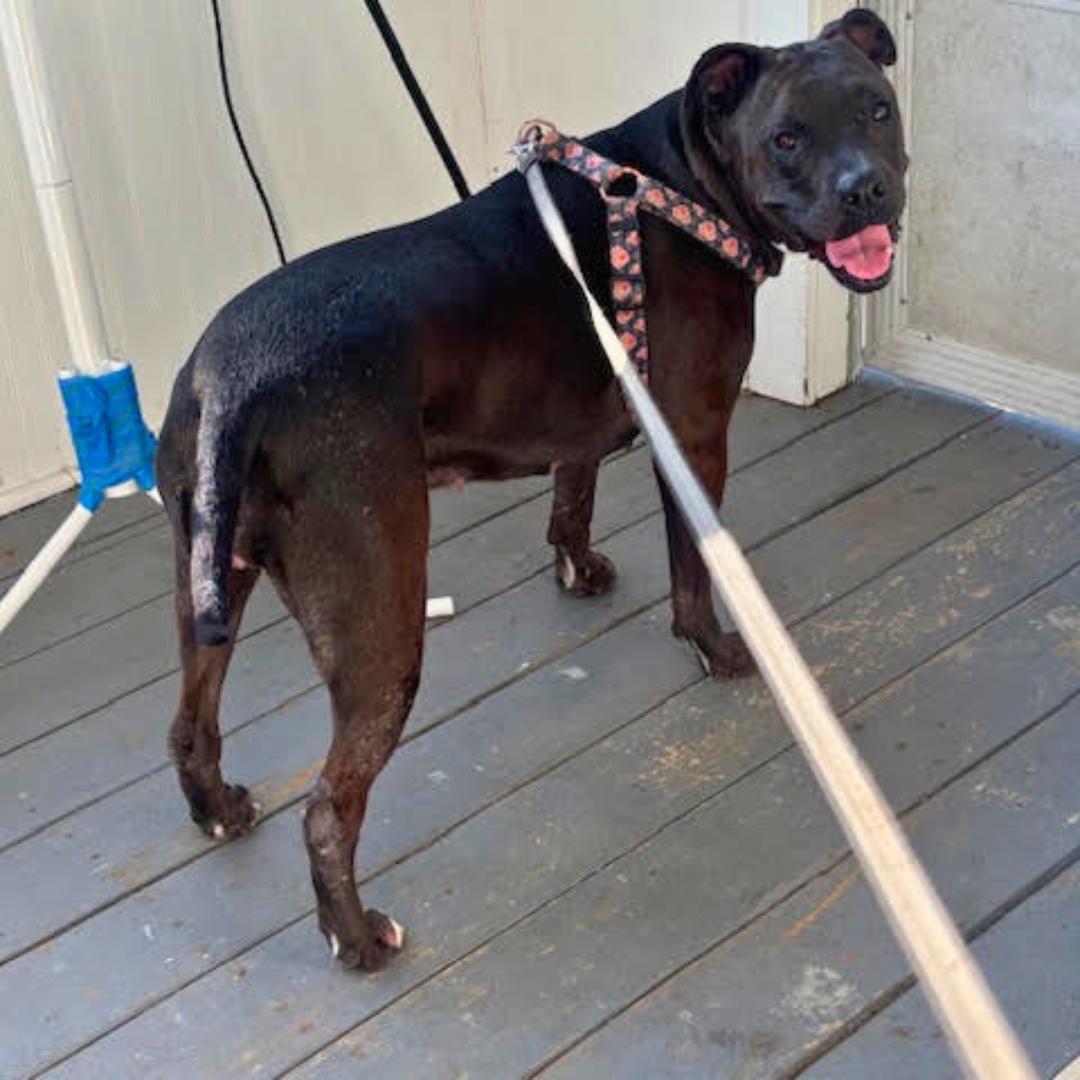 Enlarge Bella, a Adoptable Mixed Breed in North Haven, CT image 3/6
