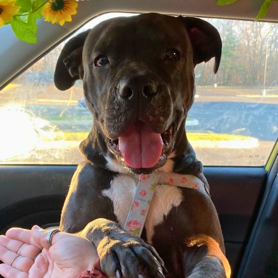 Enlarge Bella, a Adoptable Mixed Breed in North Haven, CT image 5/6
