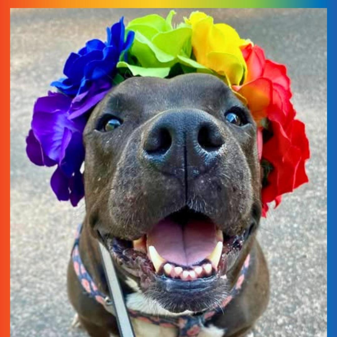Enlarge Bella, a Adoptable Mixed Breed in North Haven, CT image 1/6