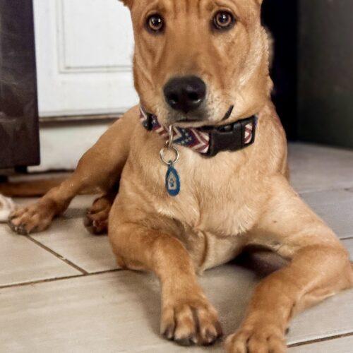 Fitz, Adoptable, Puppy Male Australian Shepherd & Shar-Pei.