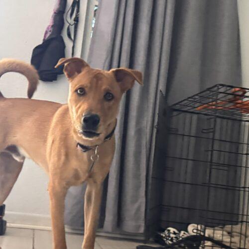 Enlarge Fitz, a Adoptable mixed breed in Glendale, AZ image 2/5
