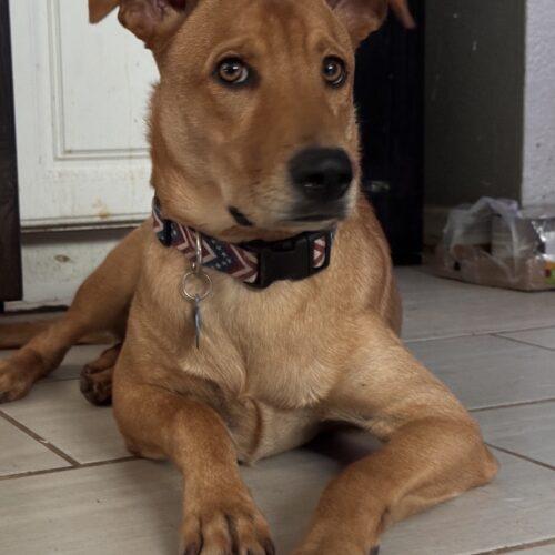 Enlarge Fitz, a Adoptable mixed breed in Glendale, AZ image 3/5