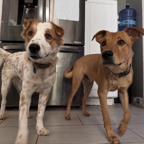 Enlarge Fitz, a Adoptable mixed breed in Glendale, AZ image 4/5
