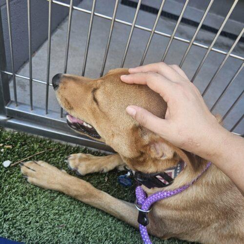 Enlarge Fitz, a Adoptable mixed breed in Glendale, AZ image 5/5