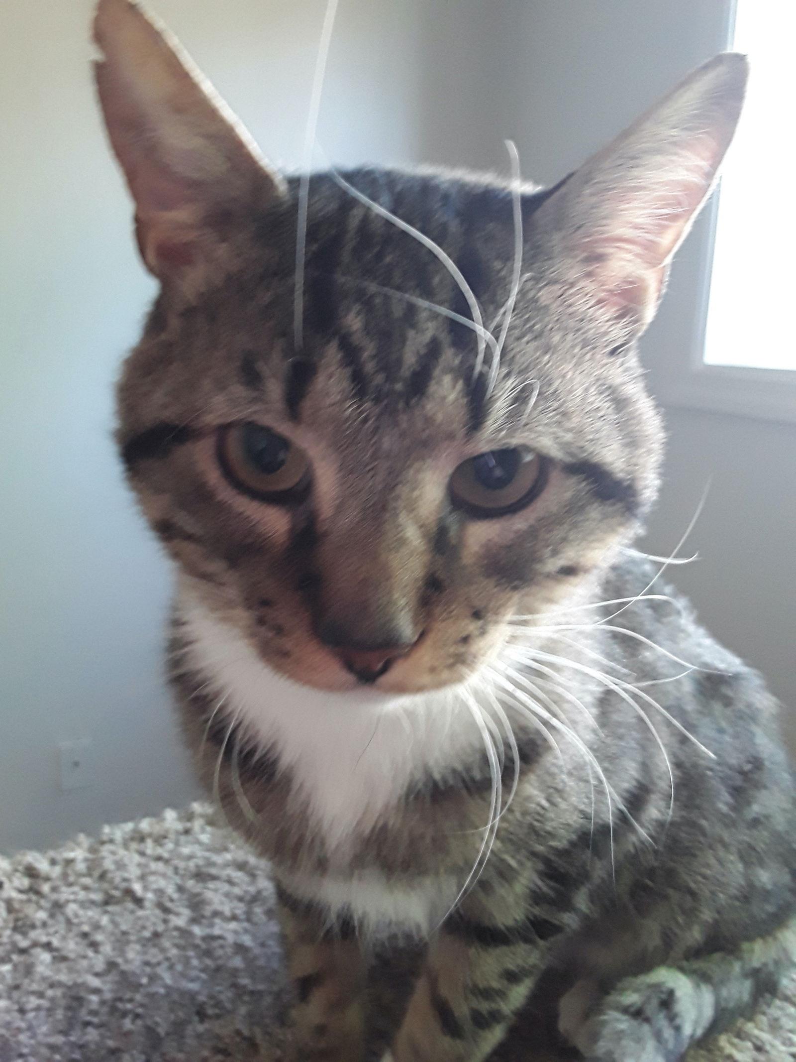 Enlarge Bison (& Manning) bonded, a Adoptable Domestic Short Hair in Herndon, VA image 2/3